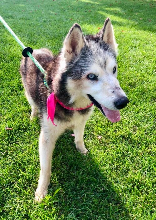 Photo of Kira: Bonded with Lucy, adoptable senior Husky in Elkins, West Virginia