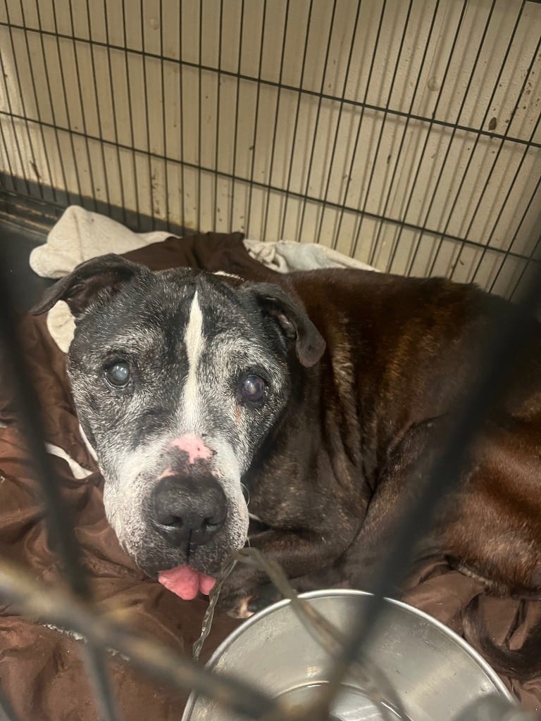 Photo of Jeremy, adoptable senior Mixed Breed in Brazil, Indiana