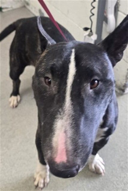 Photo of Victor, adoptable senior Bull Terrier in San Bernardino, California