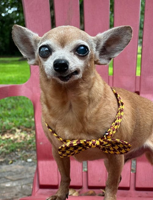 Photo of Coco, adoptable senior Chihuahua in Weston, Florida