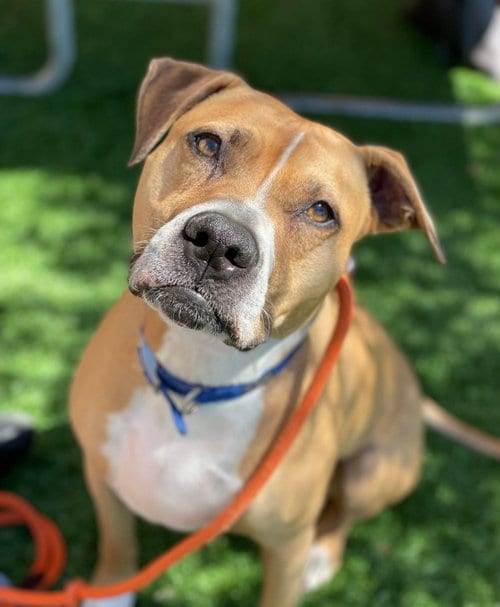 Ginger, adoptable senior American Staffordshire Terrier in San Diego, CA