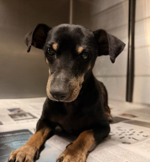 Photo of Rex, adoptable senior Miniature Pinscher in Van Nuys, California