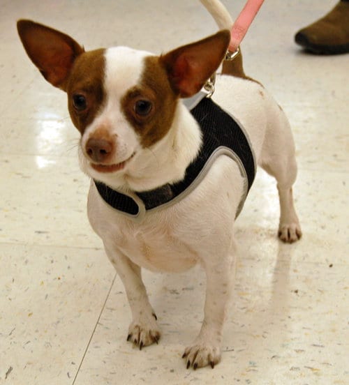 Princess, adoptable senior Chihuahua in Monkton, MD
