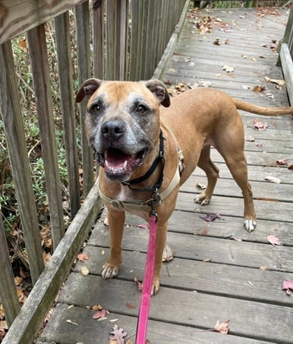 Photo of Charlie Rex, adoptable senior Terrier, Pit Bull/Shepherd in Annapolis, Maryland