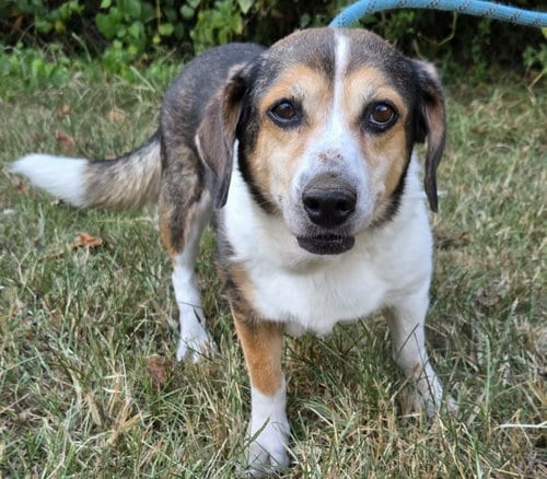 Photo of Hazel, adoptable senior Beagle in Anniston, Alabama