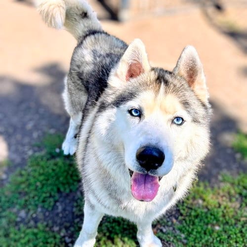 Photo of Shawn, adoptable senior Siberian Husky in Oakland, California