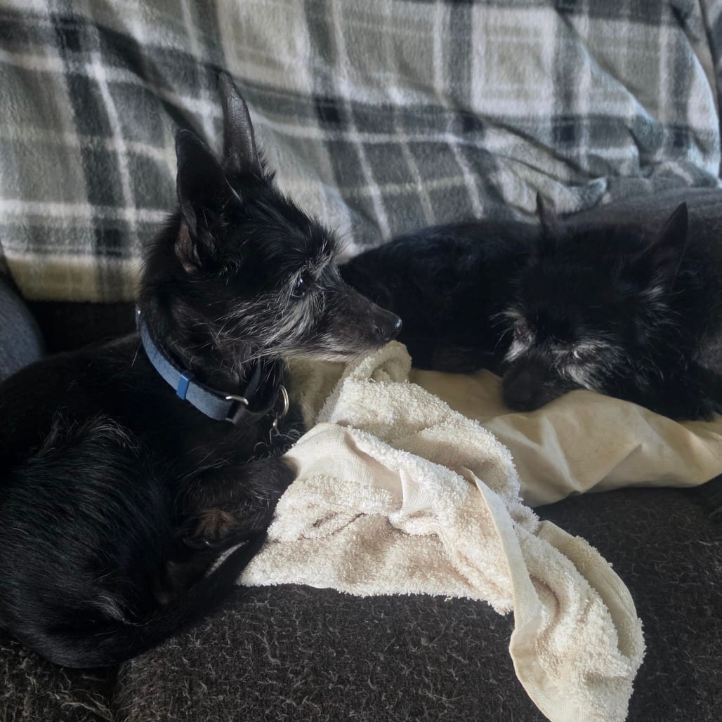 Photo of Milo - Home to Home, adoptable senior Terrier, Scottish Scottie in South Elgin, Illinois