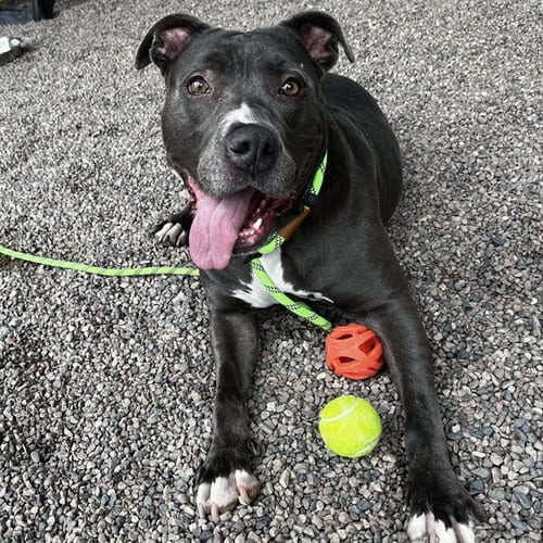 Photo of Chewie, adoptable senior American Pit Bull Terrier in Mesa, Arizona
