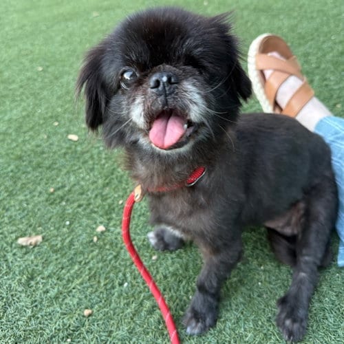 Photo of Ophelia, adoptable senior Pekingese in Dallas, Texas
