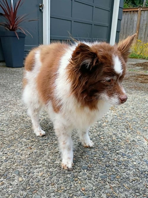 Photo of Izzy, adoptable senior Pomeranian in Olalla, Washington