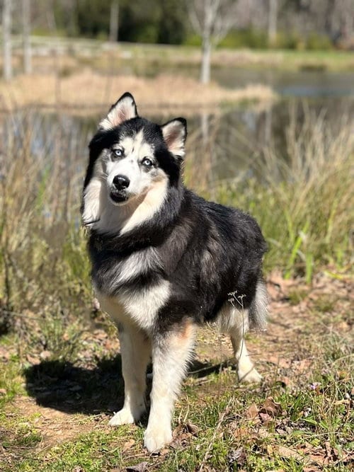 Photo of Kino, adoptable senior Siberian Husky in Holly Springs, North Carolina