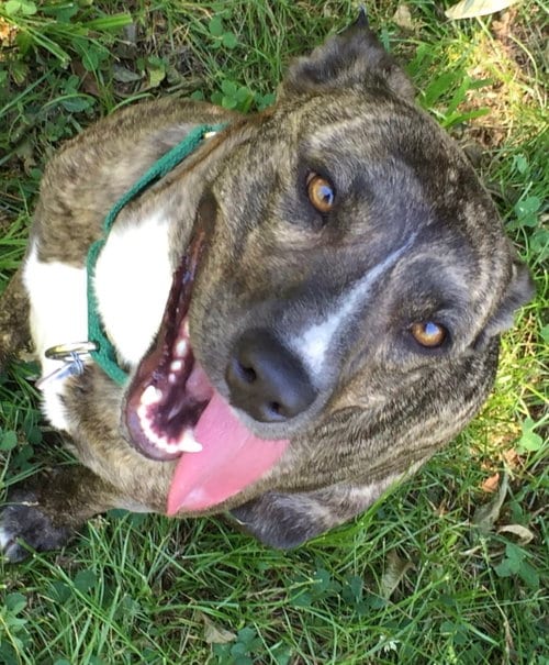 Photo of Honey, adoptable senior Unknown breed (short coat) in Prague, Oklahoma