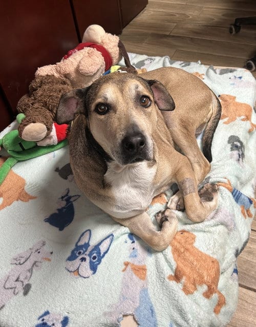 Photo of Remi, adoptable senior Shepherd in Pipe Creek, Texas