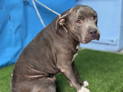 Photo of Eeyore, adoptable senior Pit Bull Terrier in Gardena, California