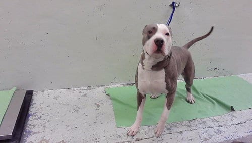 Photo of Diesel, adoptable senior Staffordshire Bull Terrier in Houston, Texas