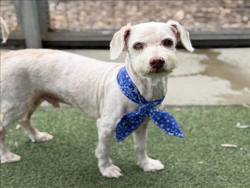 Photo of Jasper, adoptable senior Poodle (Toy) in San Pedro, California