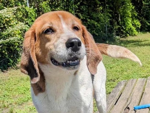 Photo of Harrison, adoptable senior Hound in Anniston, Alabama