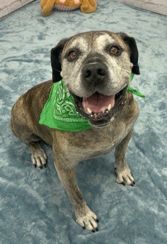 Photo of Gus, adoptable senior Presa Canario in Detroit, Michigan