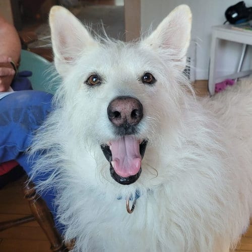 Photo of Polar, adoptable senior Terrier in Brooklyn Center, Minnesota