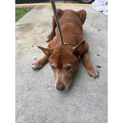 Photo of Big Red, adoptable senior German Shepherd Dog in Doral, Florida