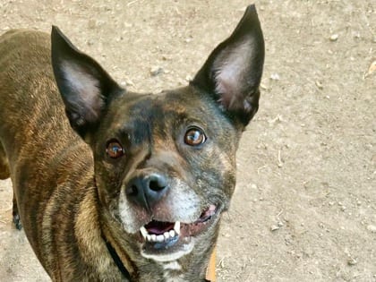 Photo of Ally, adoptable senior dog in Georgetown, Texas
