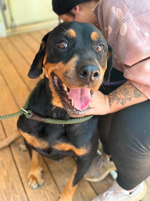 Photo of Sadie, adoptable senior Rottweiler in Hillsboro, New Hampshire