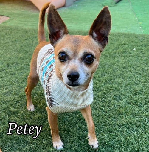 Petey, adoptable senior Chihuahua in Phoenix, AZ