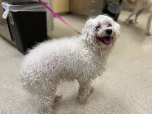 Photo of Dolly, adoptable senior Poodle (Miniature) in Riverside, California