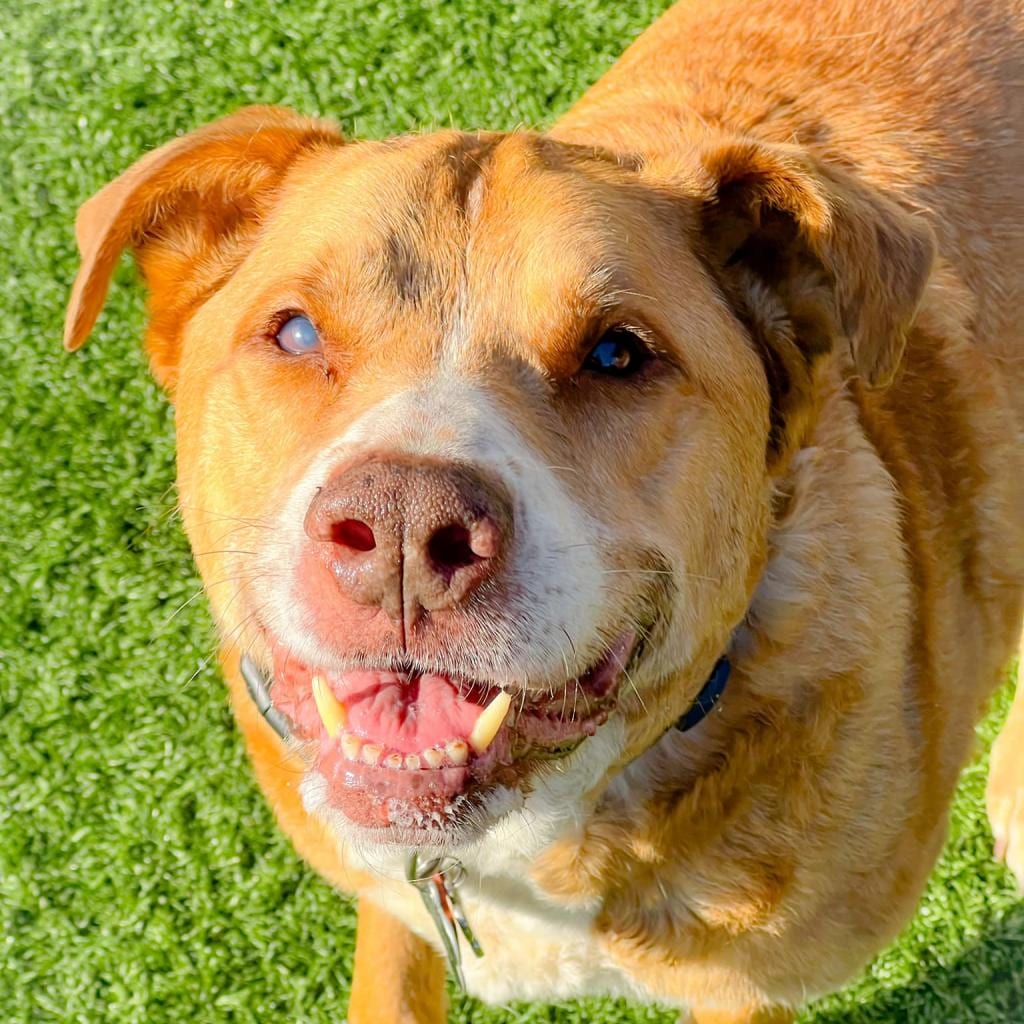 Photo of Alpha, adoptable senior Mixed Breed (Large) in St. Louis, Missouri
