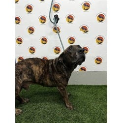 Photo of Bruno, adoptable senior Mixed Breed (Medium) in Land O'Lakes, Florida