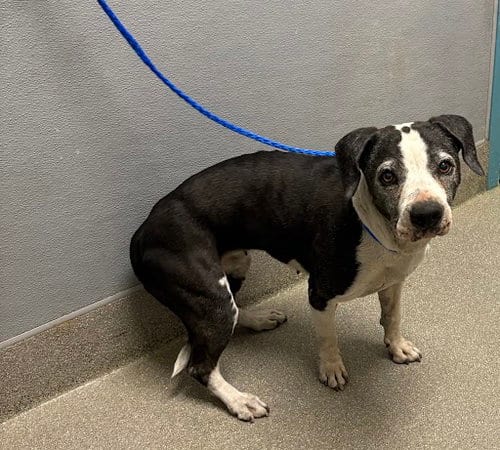 Photo of Brooklyn, adoptable senior Pit Bull Terrier in Las Vegas, Nevada
