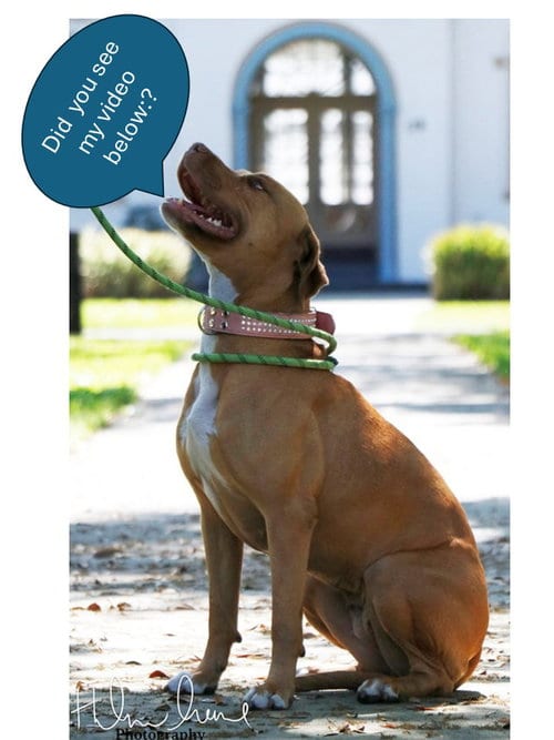 Photo of Amora, adoptable senior American Staffordshire Terrier in Sanford, Florida