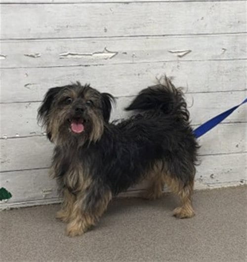 Photo of Ava, adoptable senior Terrier in San Bernardino, California