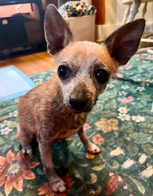 Photo of Dolly, adoptable senior Chihuahua in North Babylon, New York
