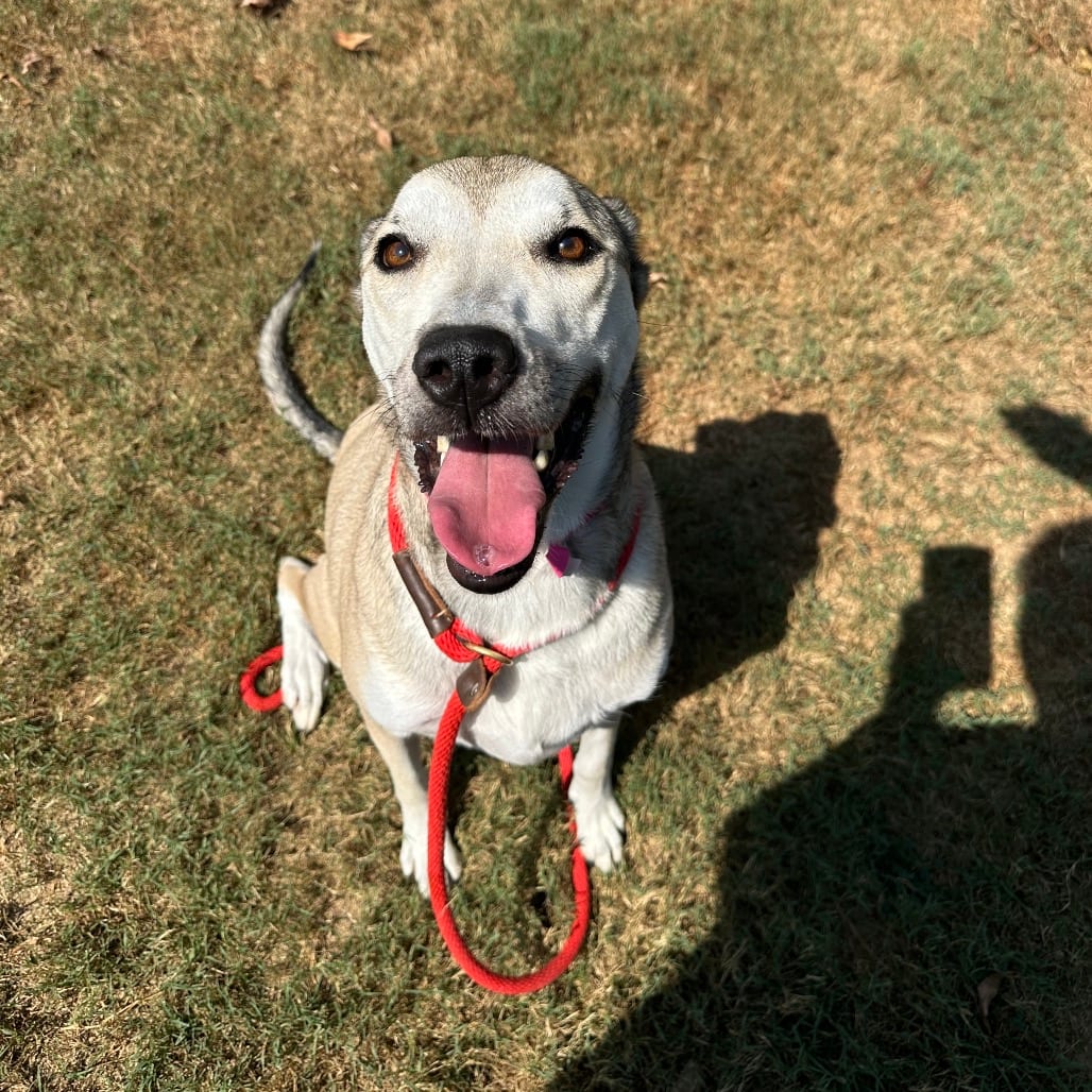 Photo of Madeleine, adoptable senior Mixed Breed (Large) in Chattanooga, Tennessee