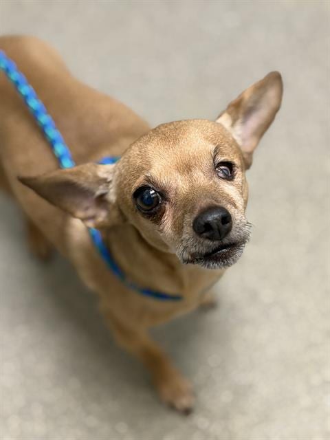 Photo of Wrigley, adoptable senior Chihuahua in Las Vegas, Nevada