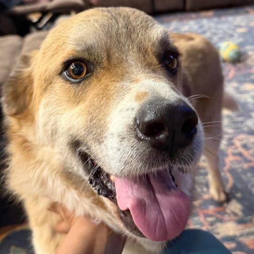 Photo of Rebel, adoptable senior Husky in Spring Lake, North Carolina