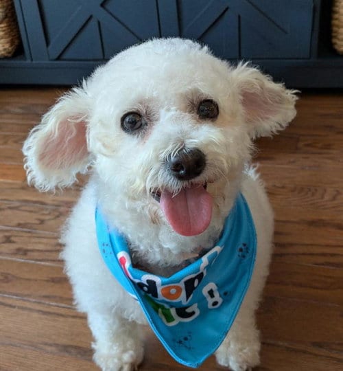 Photo of Viola, adoptable senior Bichon Frise in Matawan, New Jersey