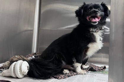 Photo of Midnight, adoptable senior Shih Tzu/Mix