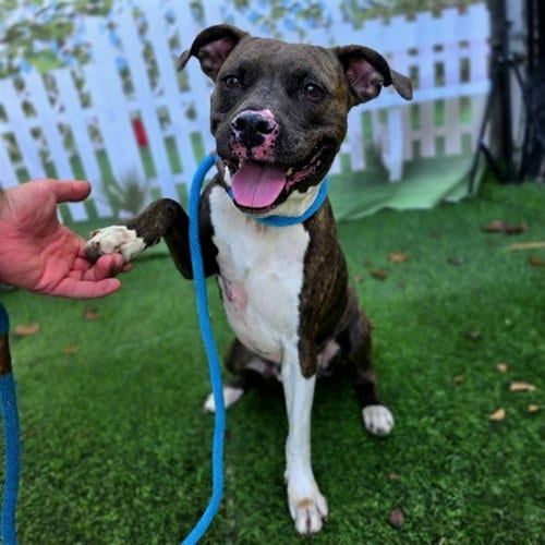 Photo of Stella, adoptable senior Pit Bull Terrier in Long Beach, California