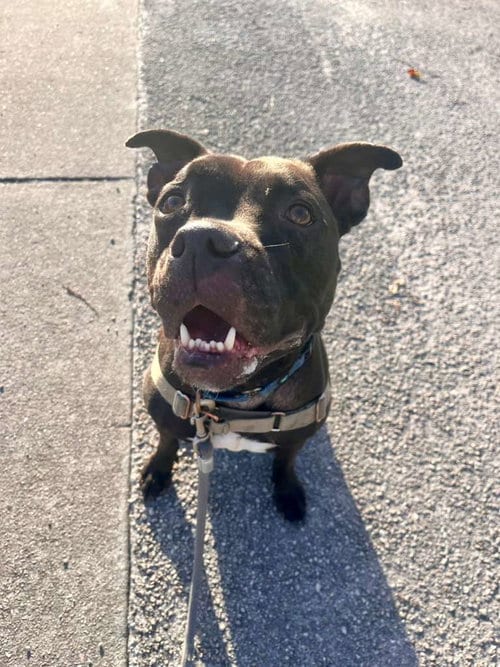 Elliot, adoptable senior Pit Bull Terrier in Pompano Beach, FL