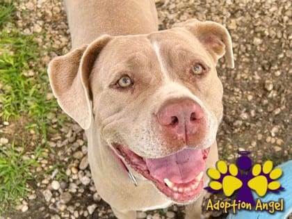 Photo of Roxy, adoptable senior dog in Georgetown, Texas