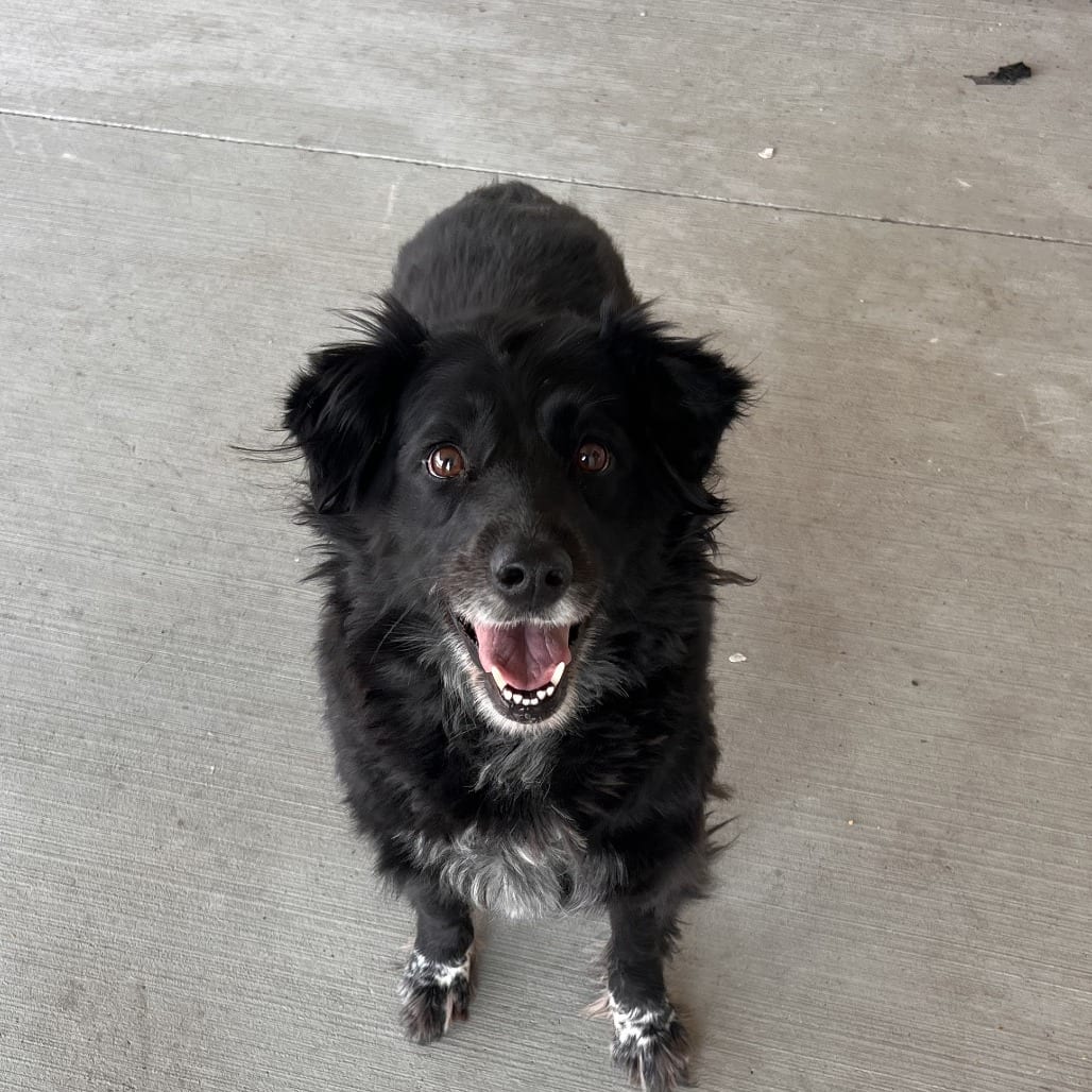 Photo of Polly KCAC 26-34564, adoptable senior Collie, Border in Hayden, Idaho