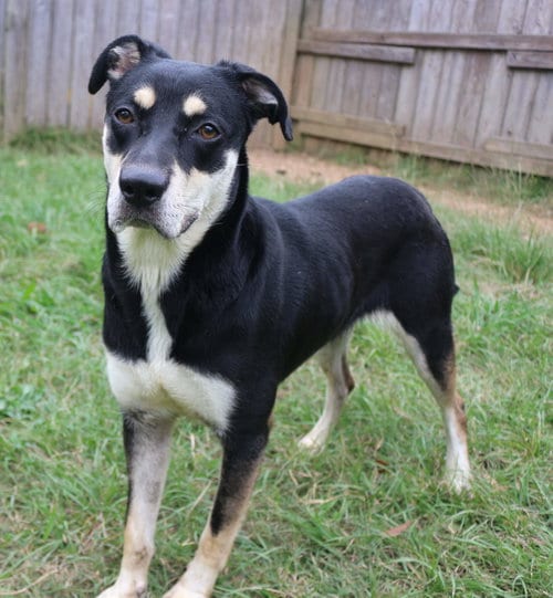 Princess Leia, adoptable senior Shepherd in Jackson, MS