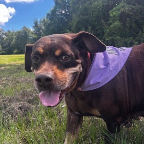 Photo of Sonja, adoptable senior Rottweiler in Houston, Texas