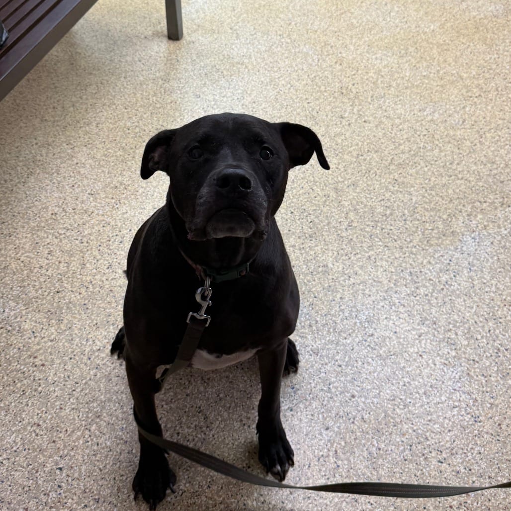 Photo of Oreo, adoptable senior Mixed Breed (Large) in Houston, Texas