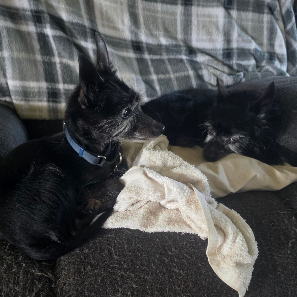 Photo of Barney - Home to Home, adoptable senior Terrier, Scottish Scottie in South Elgin, Illinois