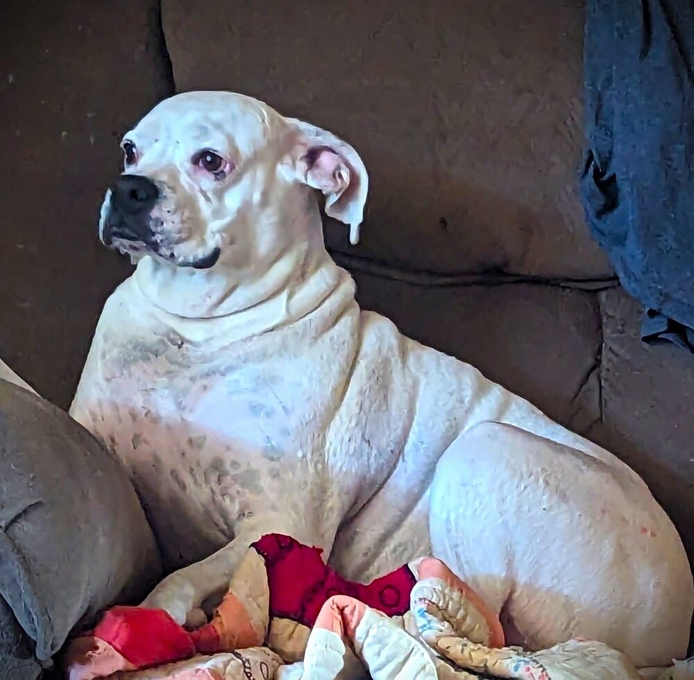Photo of Ryleigh II, adoptable senior Boxer in Austin, Texas