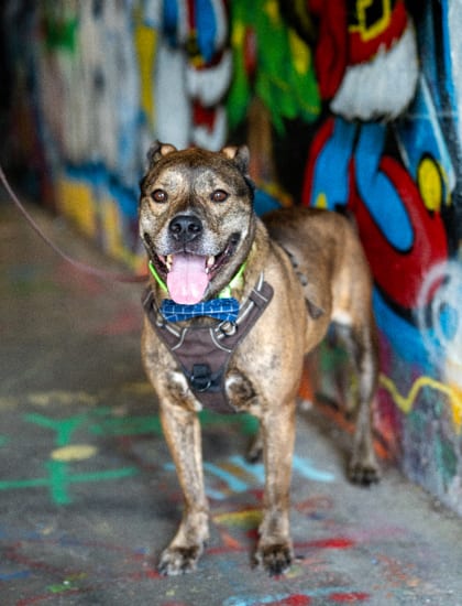 Photo of Drako, adoptable senior dog in Atlanta, Georgia