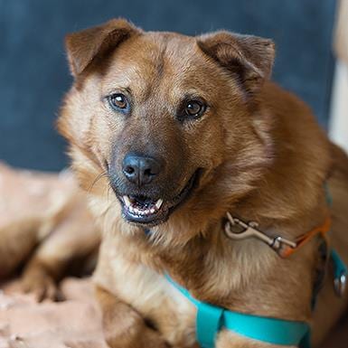 Photo of Gilmore, adoptable senior Chow Chow in Kanab, Utah